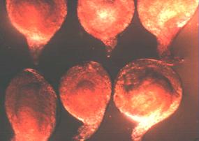 Kök-ur nematodu ergin dişileri